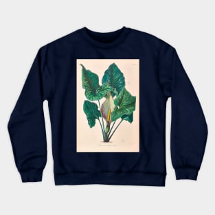 Arum Concinnatum - Icones Aroidearum - Botanical Illustration Crewneck Sweatshirt